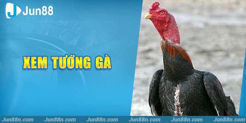 Xem tướng gà